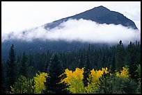 Fog, trees, and peak, Glacier basin. Rocky Mountain National Park, Colorado, USA.