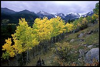 Aspens and mountain range in Glacier basin. Rocky Mountain National Park, Colorado, USA.