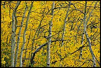 Yellow aspen foliage. Rocky Mountain National Park, Colorado, USA. (color)