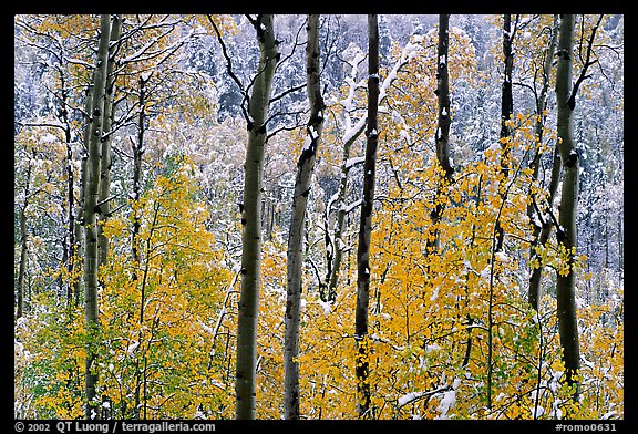 Yellow aspens with fresh snow. Rocky Mountain National Park (color)