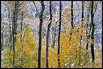 Yellow aspens with fresh snow. Rocky Mountain National Park, Colorado, USA. (color)