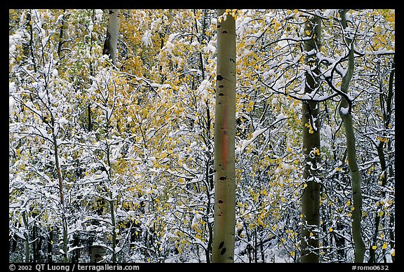 Yellow aspens with fresh snow. Rocky Mountain National Park (color)