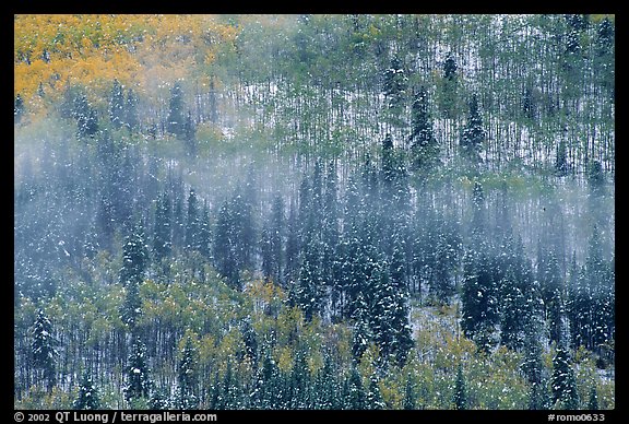 Aspens, spruce, snow, and fog. Rocky Mountain National Park (color)