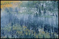 Aspens, spruce, snow, and fog. Rocky Mountain National Park, Colorado, USA. (color)