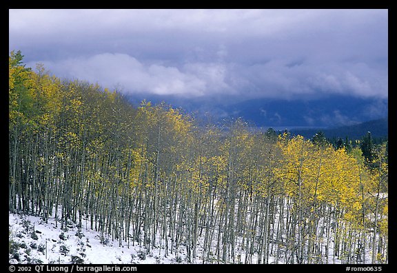 Aspens and snow. Colorado, USA (color)