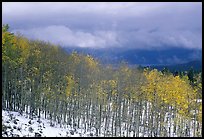 Aspens and snow. Colorado, USA
