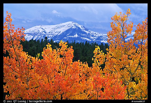 Orange aspens and blue mountains. Colorado, USA (color)