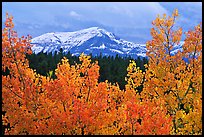 Orange aspens and blue mountains. Colorado, USA