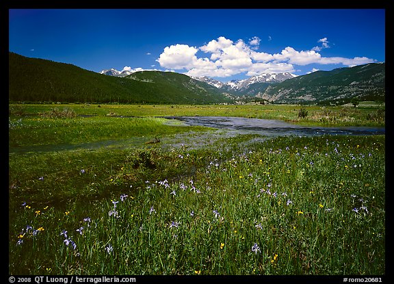 Summer flowers and stream in Many Parks area. Rocky Mountain National Park, Colorado, USA.