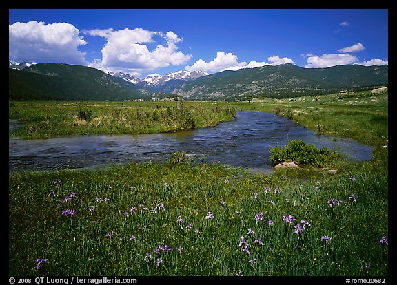 Wildflowers, meadow, and stream, Many Parks. Rocky Mountain National Park, Colorado, USA.