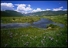 Wildflowers, meadow, and stream, Many Parks. Rocky Mountain National Park, Colorado, USA. (color)