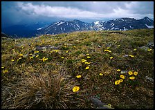 Yellow alpine wildflowers, tundra and mountains. Rocky Mountain National Park, Colorado, USA.