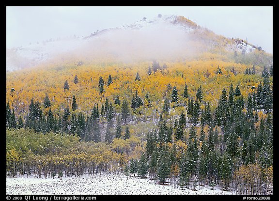 Yellow aspens and conifers in snow and fog. Rocky Mountain National Park (color)
