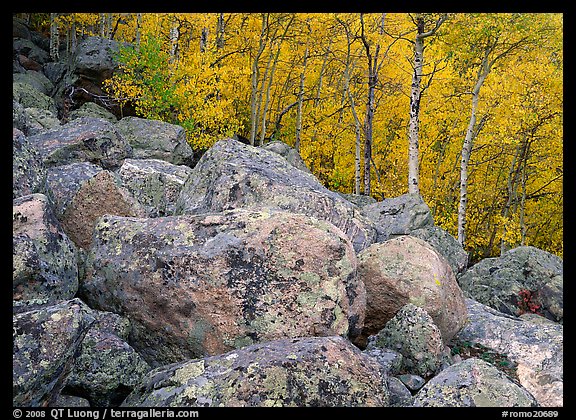 Lichen-covered boulders and yellow aspens. Rocky Mountain National Park, Colorado, USA.