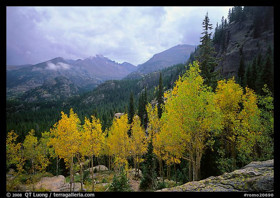 Aspens in fall foliage and Glacier basin mountains. Rocky Mountain National Park, Colorado, USA.