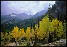 Aspens in fall foliage and Glacier basin mountains. Rocky Mountain National Park, Colorado, USA.