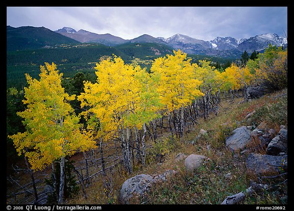 Aspens and mountain range in Glacier basin. Rocky Mountain National Park (color)