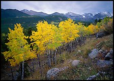 Aspens in bright yellow foliage and mountain range in Glacier basin. Rocky Mountain National Park ( color)