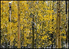 Aspens in autumn color with early  snowfall. Rocky Mountain National Park, Colorado, USA.