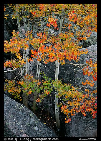 Aspens with multicolored leaves growing in boulder field. Rocky Mountain National Park, Colorado, USA.