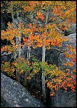 Aspens with multicolored leaves growing in boulder field. Rocky Mountain National Park ( color)
