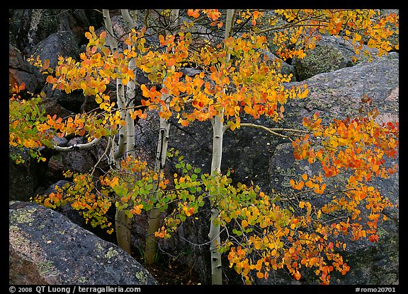 Colorful Aspen and boulders. Rocky Mountain National Park, Colorado, USA.
