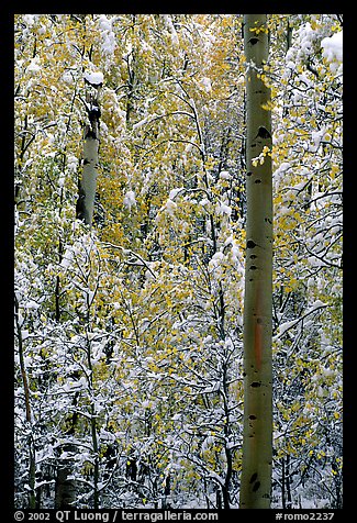 Aspens in fall foliage and snow. Rocky Mountain National Park, Colorado, USA.