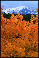 Orange aspens and blue mountains. Colorado, USA