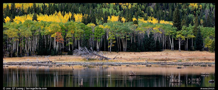Aspens in autum foliage reflected in pond. Rocky Mountain National Park, Colorado, USA.