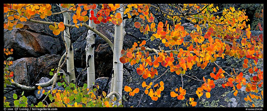 Three orange aspen trees. Rocky Mountain National Park, Colorado, USA.