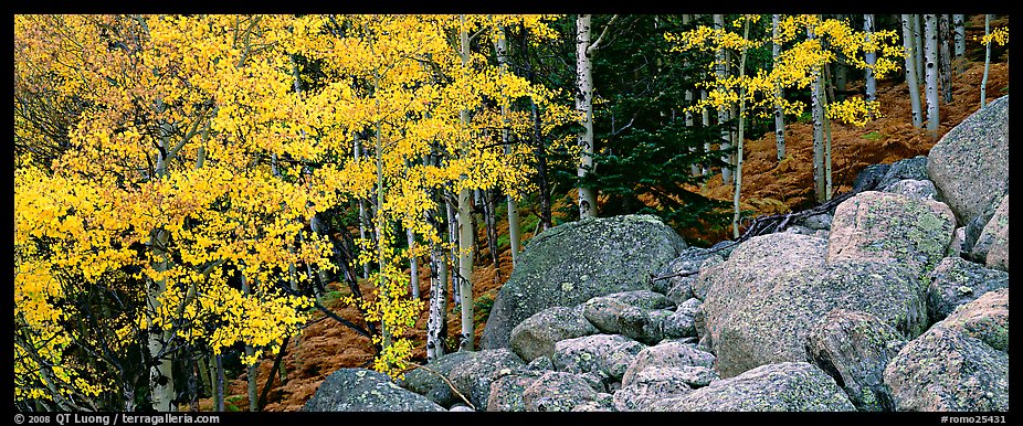 Fall scenery with yellow aspens and boulders. Rocky Mountain National Park, Colorado, USA.