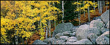 Fall scenery with yellow aspens and boulders. Rocky Mountain National Park (Panoramic color)