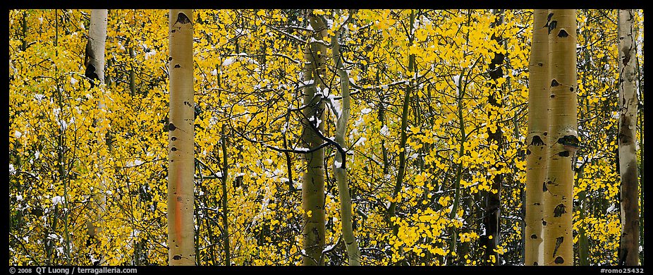 Aspen forest in autumn with a dusting of snow. Rocky Mountain National Park, Colorado, USA.