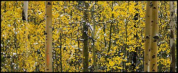 Aspen forest in autumn with a dusting of snow. Rocky Mountain National Park (Panoramic color)