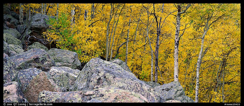 Aspens in yellow autumn foliage and boulder field. Rocky Mountain National Park, Colorado, USA.