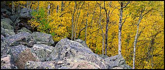 Aspens in yellow autumn foliage and boulder field. Rocky Mountain National Park (Panoramic color)