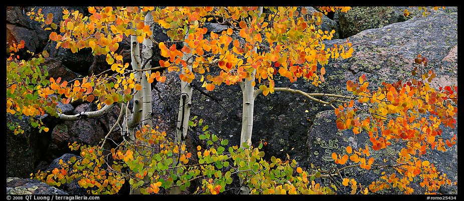 Aspen trees with fall leaves. Rocky Mountain National Park (color)