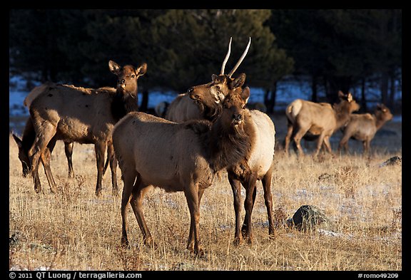 Elks. Rocky Mountain National Park, Colorado, USA.