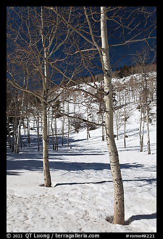 Aspen trees in winter. Rocky Mountain National Park, Colorado, USA.