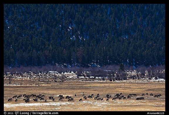 Elk Herd. Rocky Mountain National Park (color)