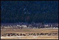 Elk Herd. Rocky Mountain National Park, Colorado, USA. (color)