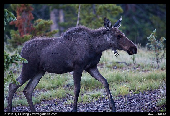 Cow moose, Kawuneeche Valley. Rocky Mountain National Park, Colorado, USA.