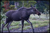 Cow moose, Kawuneeche Valley. Rocky Mountain National Park, Colorado, USA. (color)