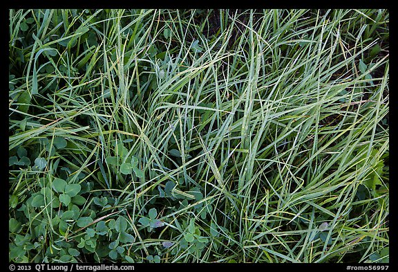Close-up of grasses with dew. Rocky Mountain National Park, Colorado, USA.