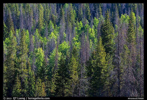 Evergreens and aspen in Kawuneeche Valley. Rocky Mountain National Park, Colorado, USA.