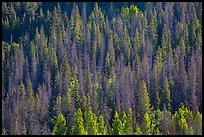 Slope with dark evergreen trees and light aspen trees. Rocky Mountain National Park, Colorado, USA.