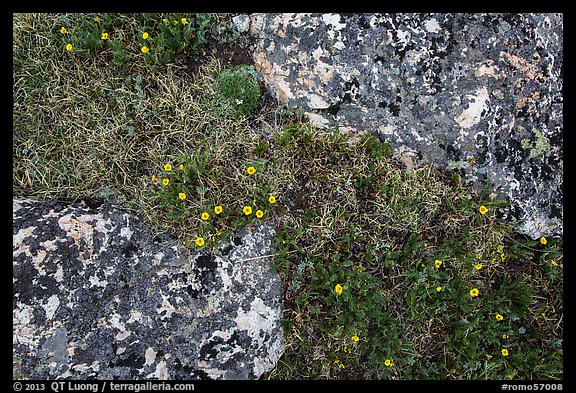 Alpine flowers and lichen-covered rocks. Rocky Mountain National Park (color)