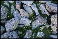 Granite rocks and yellow alpine wildflowers. Rocky Mountain National Park, Colorado, USA. (color)