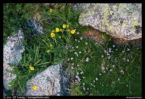 Alpine flowers and lichen-covered granite rocks. Rocky Mountain National Park, Colorado, USA.