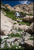 Columbine and cascades. Rocky Mountain National Park ( color)